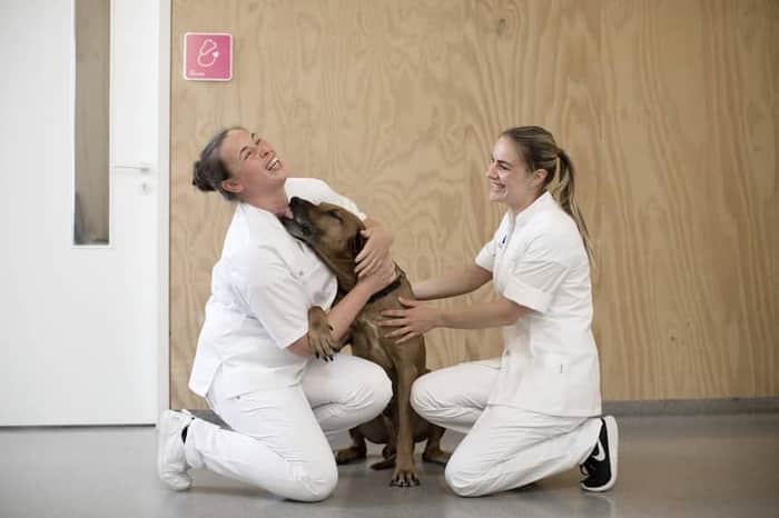 MCD. Medisch Centrum Voor Dieren