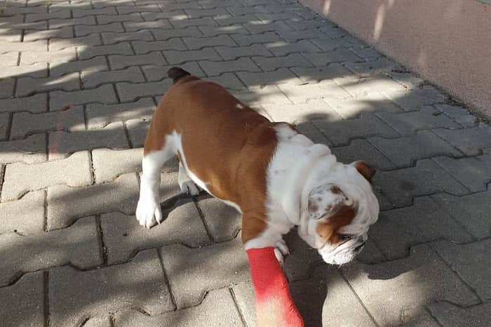 Veterinární klinika Lentilka