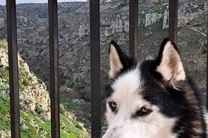 Centro Veterinario Croce Blu