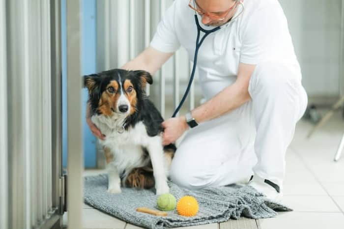 Tierklinik Ismaning