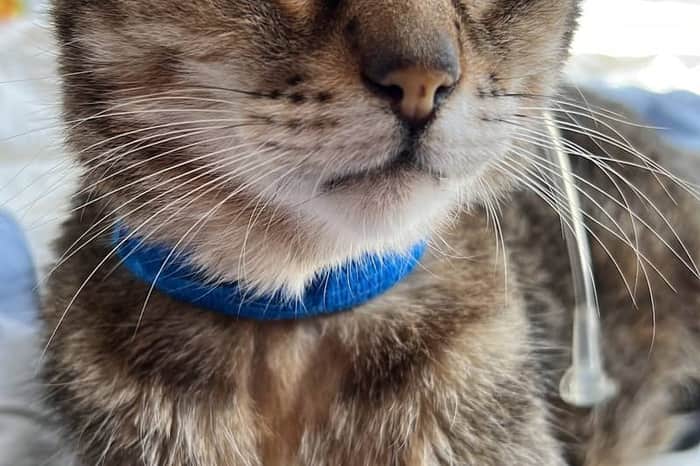 Clínica Veterinaria Iruña Centro