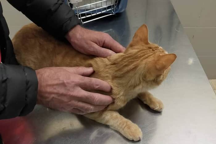 Clínica Veterinaria Anicura Toledo