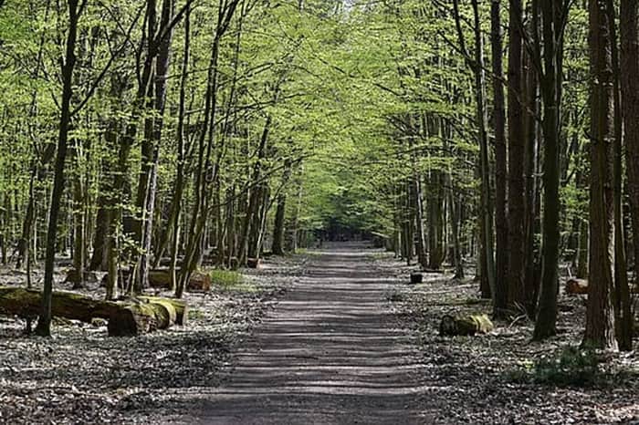 Las Kabacki (Kabacki Forest)